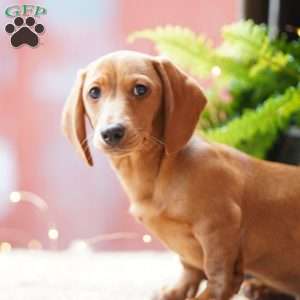 Sailor, Dachshund Puppy