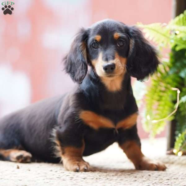 William, Dachshund Puppy