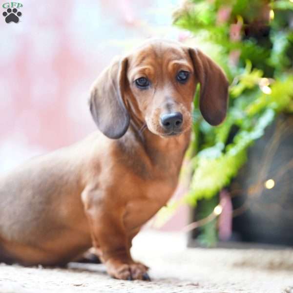 Hansel, Dachshund Puppy