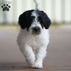 Kyler, Portuguese Water Dog Puppy