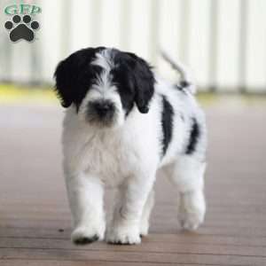 Kyler, Portuguese Water Dog Puppy