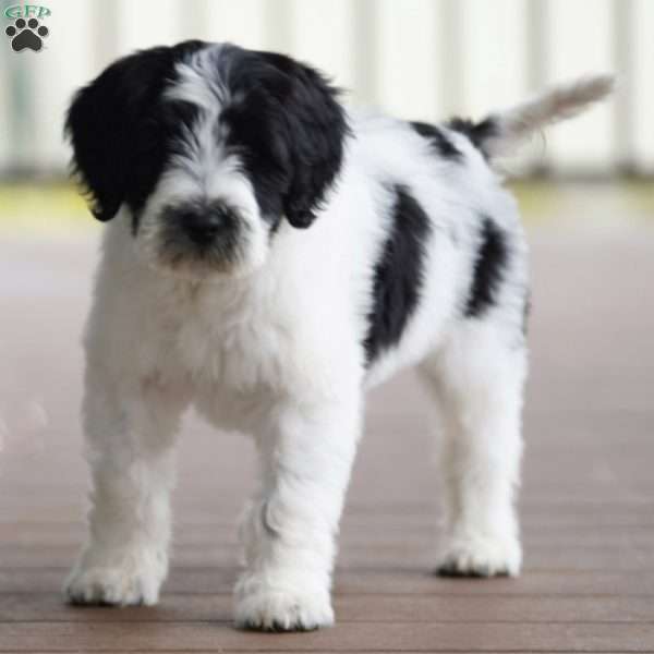 Kyler, Portuguese Water Dog Puppy