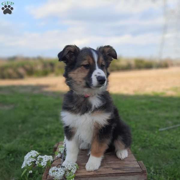 Violet, Australian Shepherd Mix Puppy