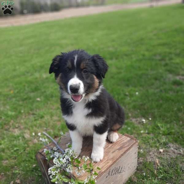 Dusty, Australian Shepherd Mix Puppy