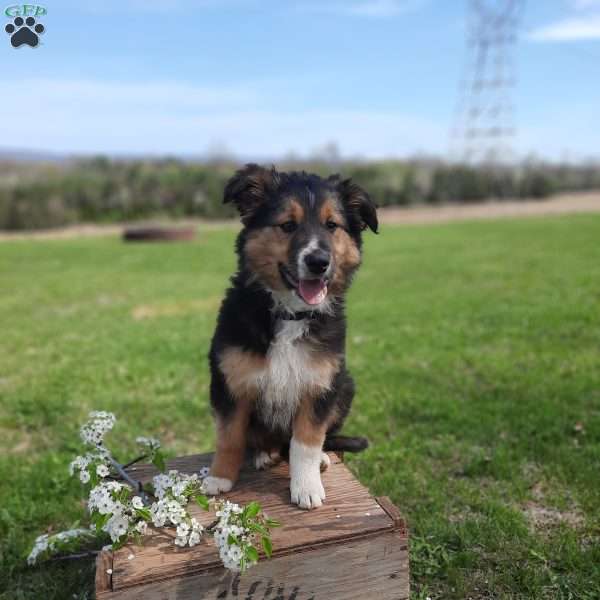 Daisy, Australian Shepherd Mix Puppy