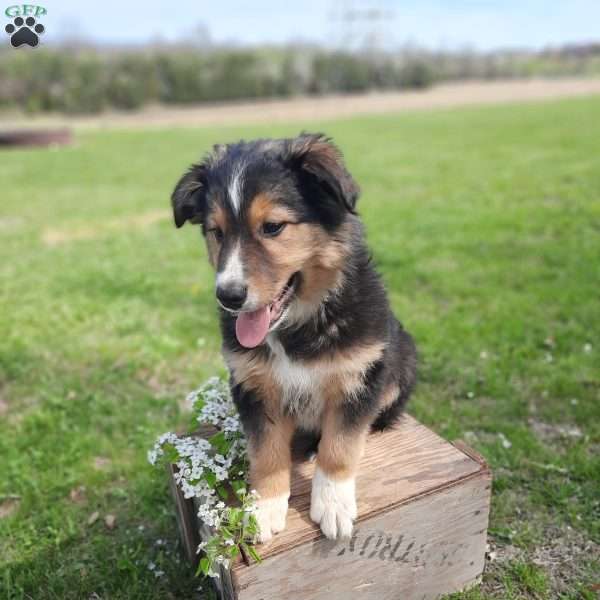 Dandy, Australian Shepherd Mix Puppy