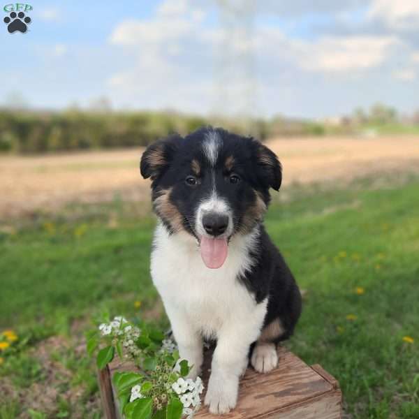 Azden, Australian Shepherd Mix Puppy