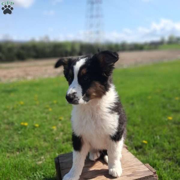 Taz, Australian Shepherd Mix Puppy