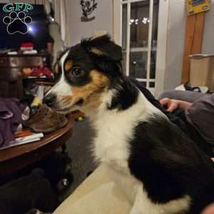 Pearl, Miniature Australian Shepherd Puppy