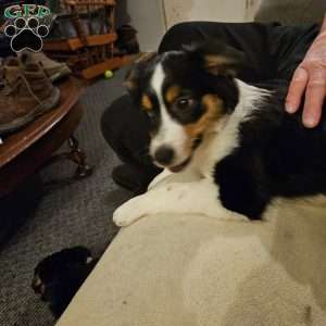 Pearl, Miniature Australian Shepherd Puppy