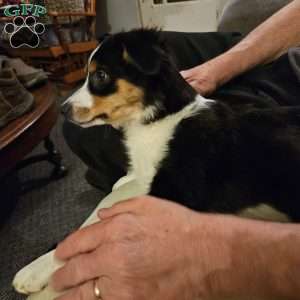 Pearl, Miniature Australian Shepherd Puppy