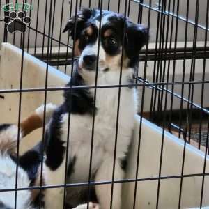 Pearl, Miniature Australian Shepherd Puppy