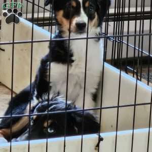 Pearl, Miniature Australian Shepherd Puppy