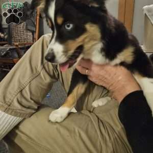 Pearl, Miniature Australian Shepherd Puppy