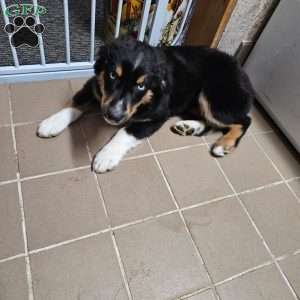 Tiny, Miniature Australian Shepherd Puppy