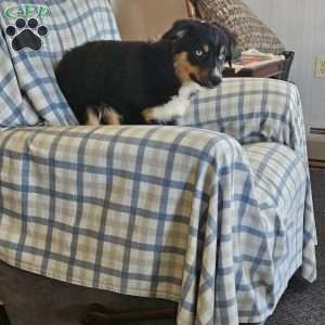 Tiny, Miniature Australian Shepherd Puppy