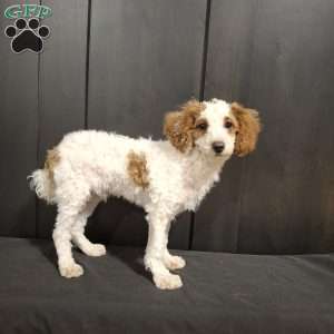 Odie, Miniature Poodle Puppy
