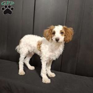 Odie, Miniature Poodle Puppy