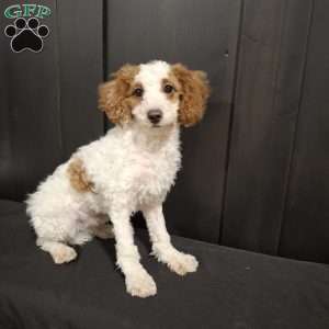 Odie, Miniature Poodle Puppy