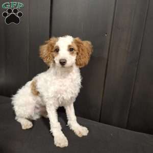 Odie, Miniature Poodle Puppy