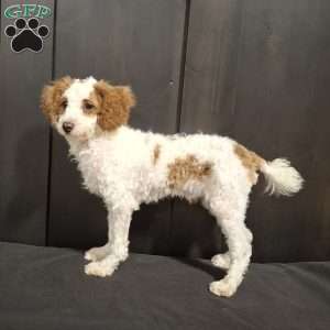 Odie, Miniature Poodle Puppy