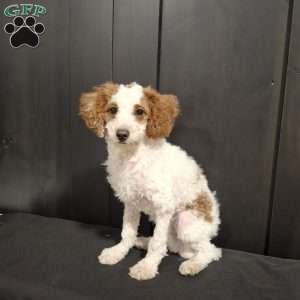 Odie, Miniature Poodle Puppy