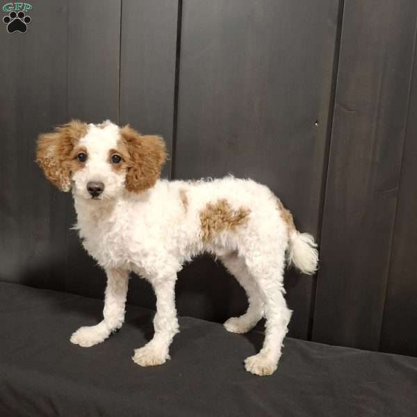 Odie, Miniature Poodle Puppy