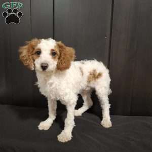 Odie, Miniature Poodle Puppy