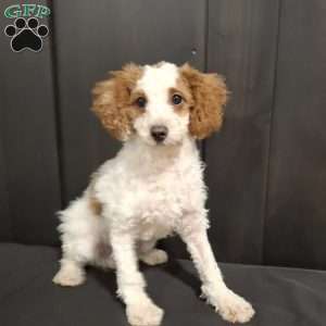 Odie, Miniature Poodle Puppy