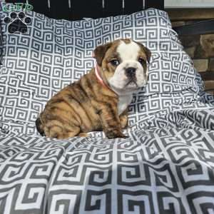Toby, English Bulldog Puppy