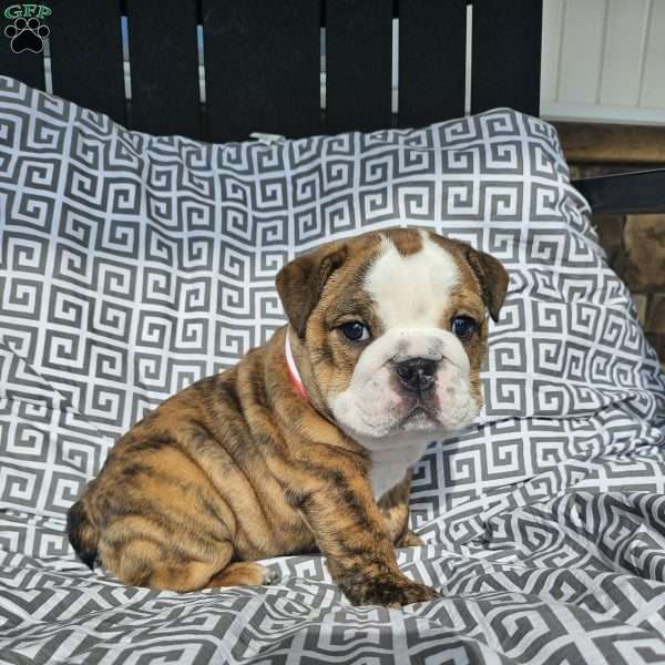 Toby, English Bulldog Puppy