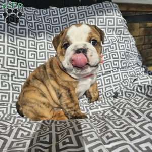 Toby, English Bulldog Puppy