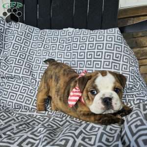 Toby, English Bulldog Puppy