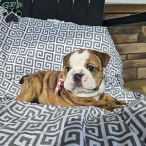 Toby, English Bulldog Puppy