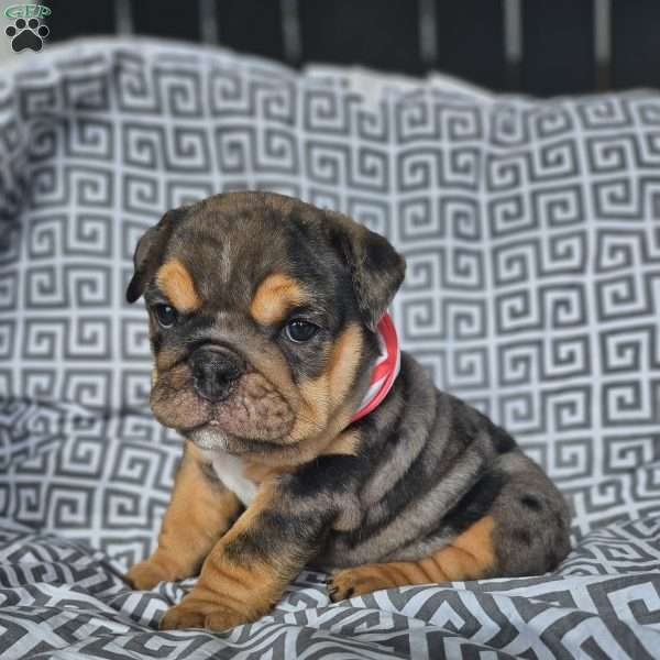 Tundra, English Bulldog Puppy