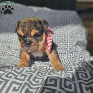 Tundra, English Bulldog Puppy