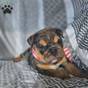 Tundra, English Bulldog Puppy