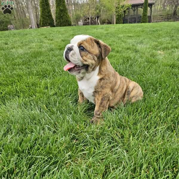 Toby, English Bulldog Puppy