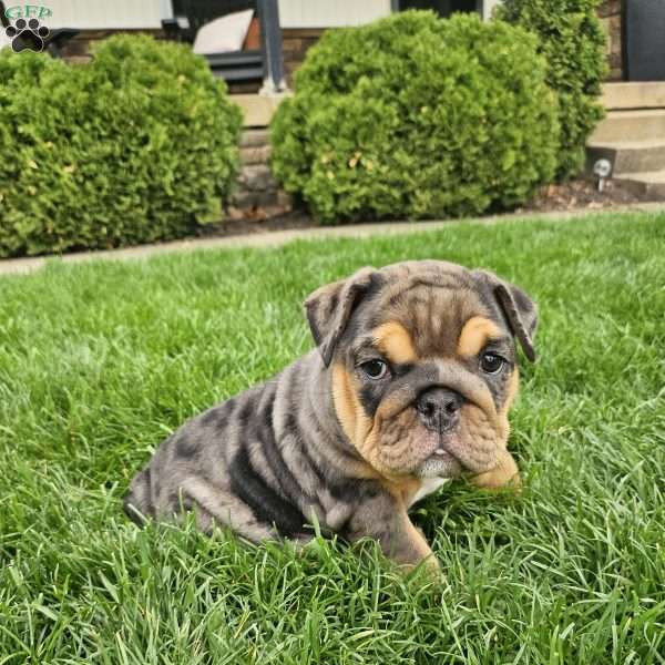 Tundra, English Bulldog Puppy