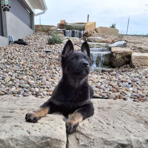 Reba, German Shepherd Puppy