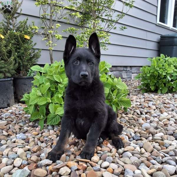 Lola, German Shepherd Puppy
