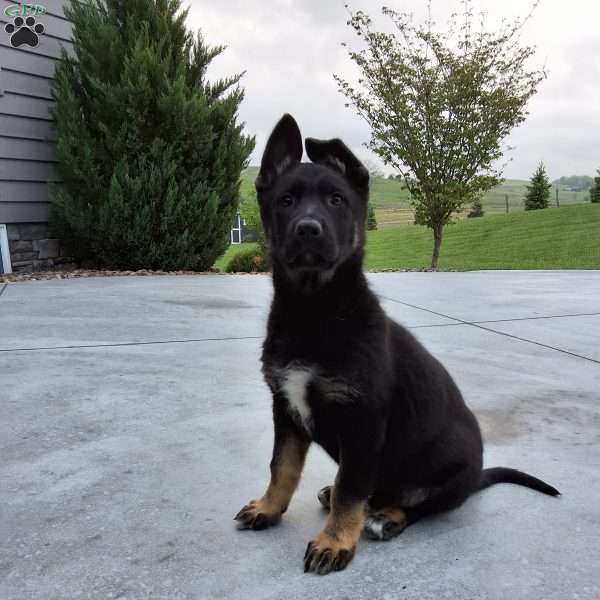Aria, German Shepherd Puppy
