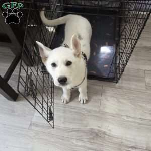 Anna, German Shepherd Puppy