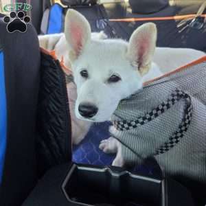 Anna, German Shepherd Puppy