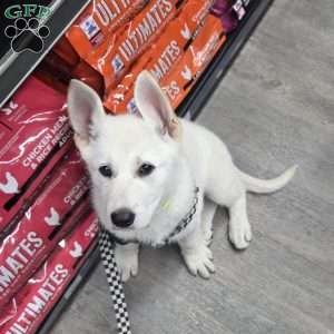 Anna, German Shepherd Puppy