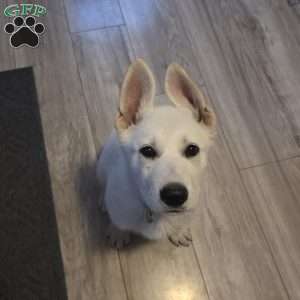 Anna, German Shepherd Puppy