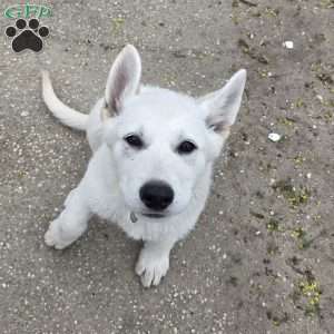 Anna, German Shepherd Puppy