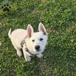 Anna, German Shepherd Puppy