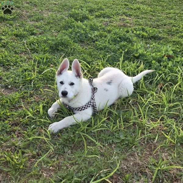 Anna, German Shepherd Puppy