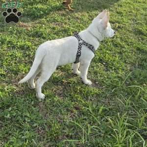 Anna, German Shepherd Puppy